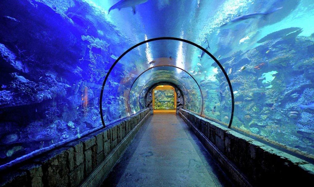 Aquarium Day
