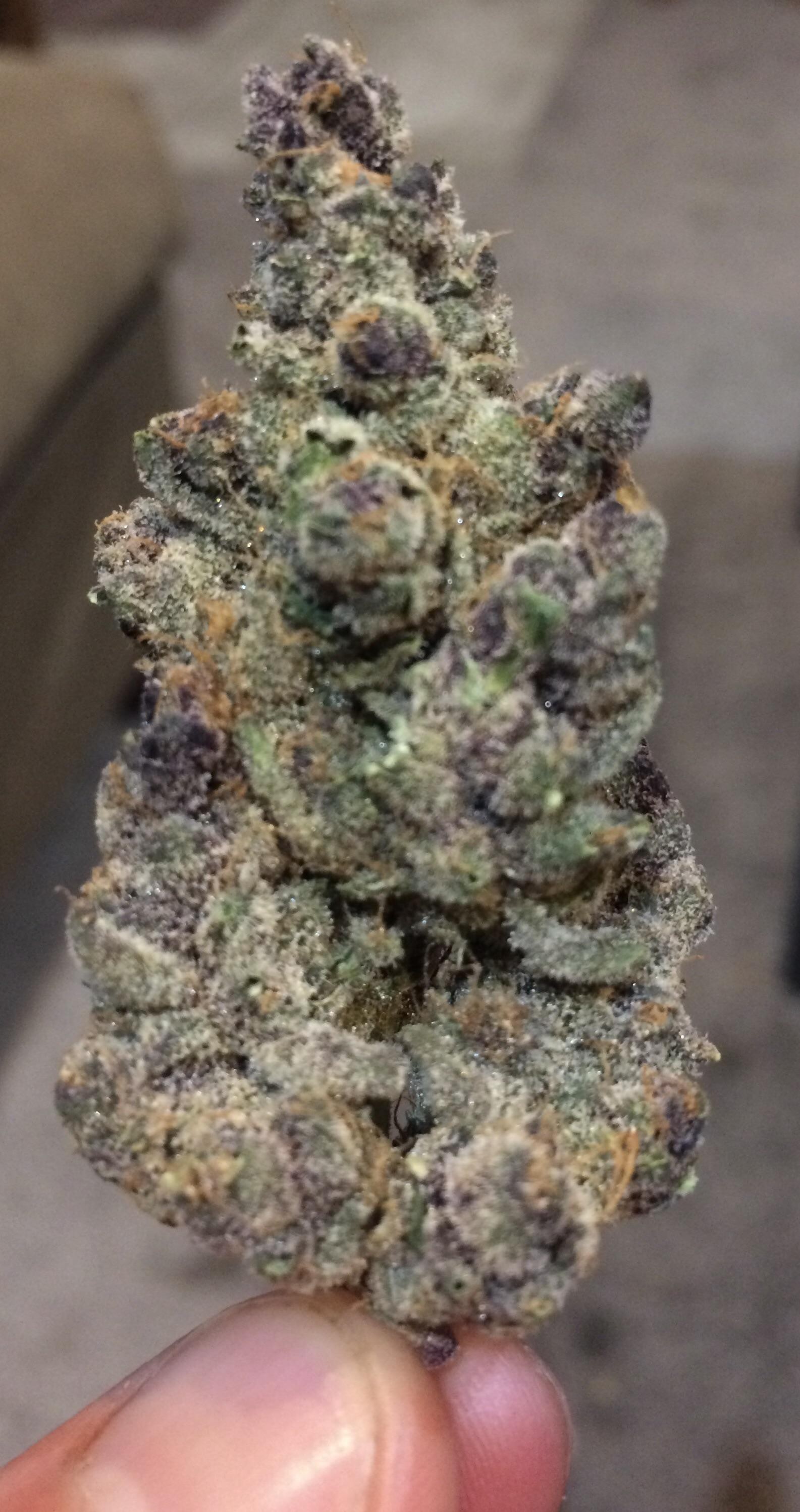 Citrus Tsunami