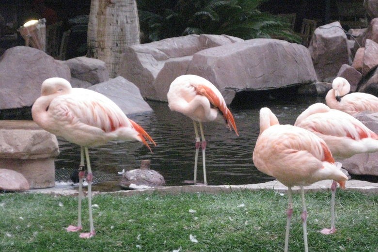 Wildlife Habitat
