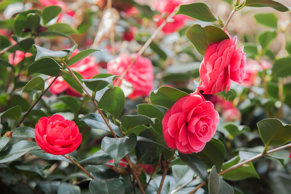 Doctor Harry B. Johnson Rose Garden